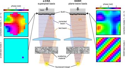 Sensorless Wavefront Correction in Two-Photon Microscopy Across Different Turbidity Scales